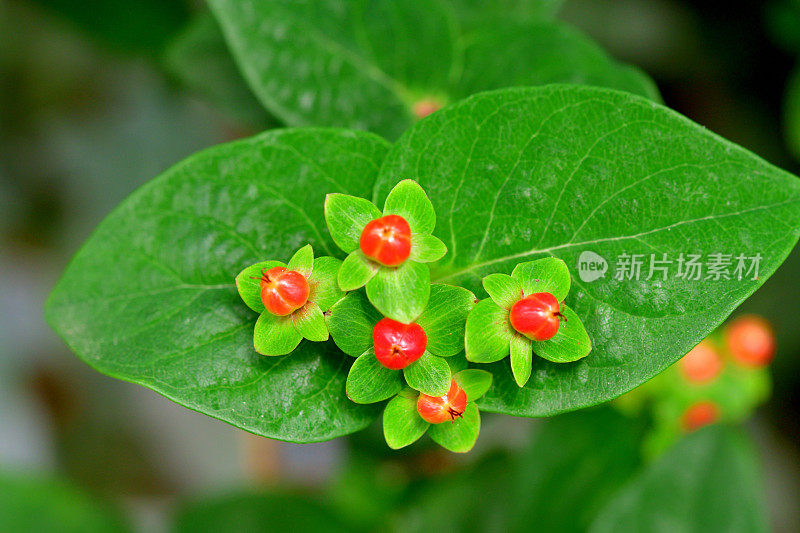 androsaemum / Tutsan / Sweet-amber:花和果